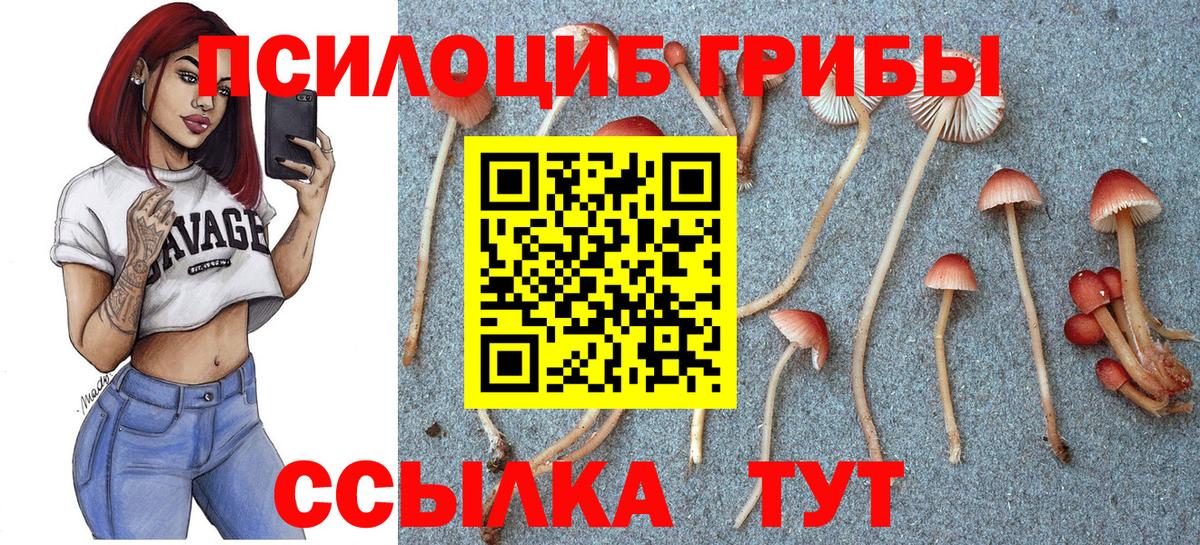 продажа наркотиков  Псилоцибиновые грибы Psilocybine cubensis  Вход с VPN  Будённовск 